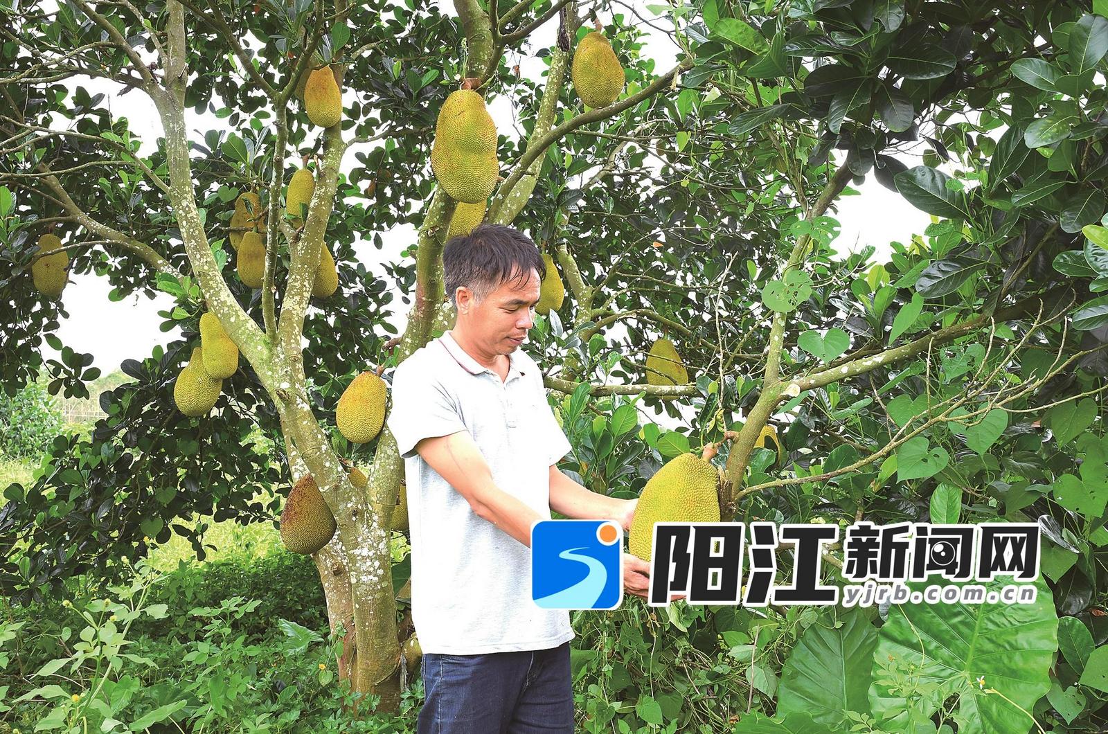 果场负责人麦竹开在检查挂果情况。 梁文栋 摄