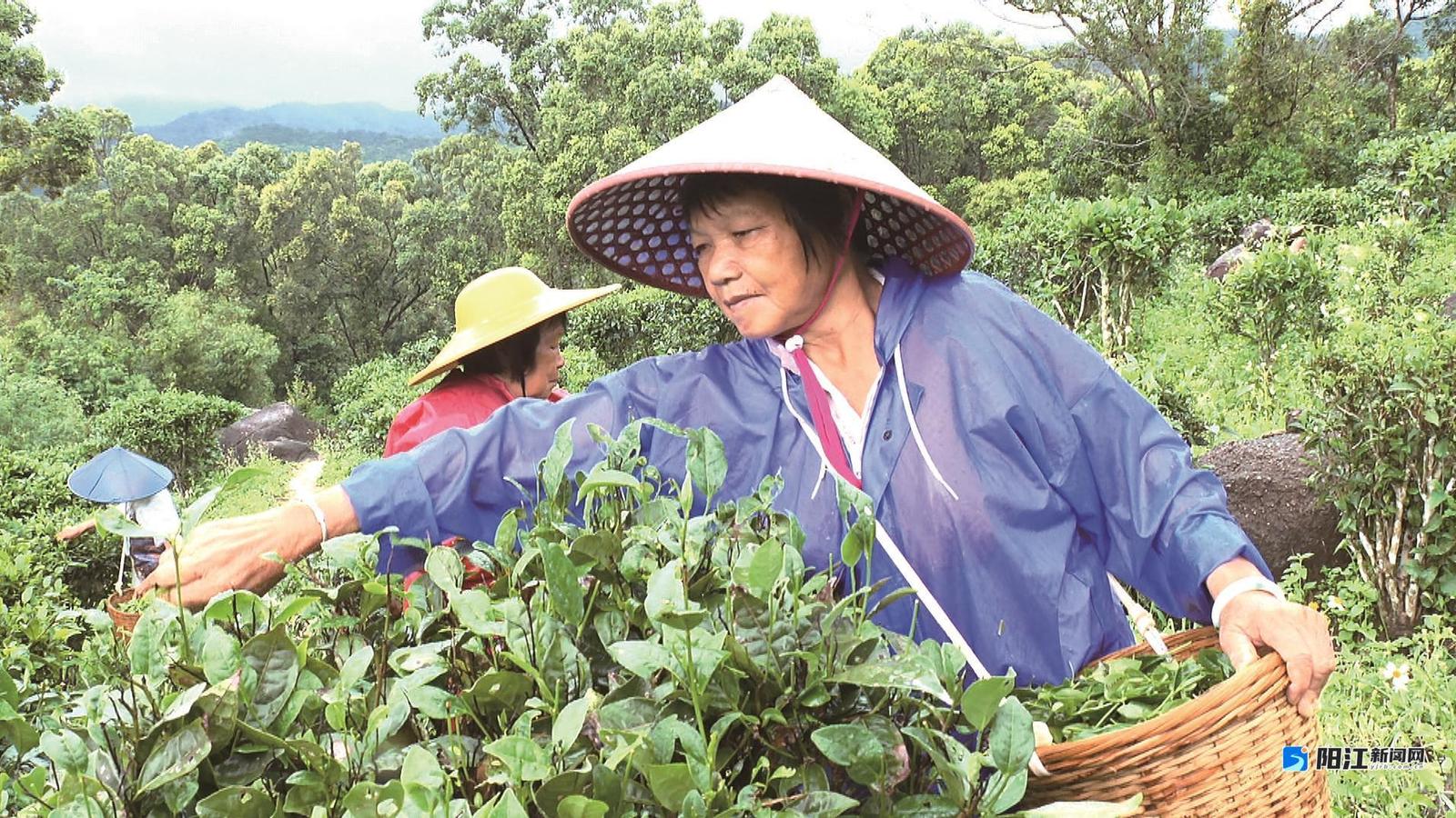 茶园里,茶农们身背竹篓穿梭在茶垄间采茶。谢兆威 摄