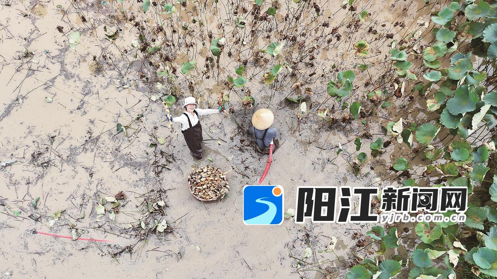 记者体验莲藕采挖。