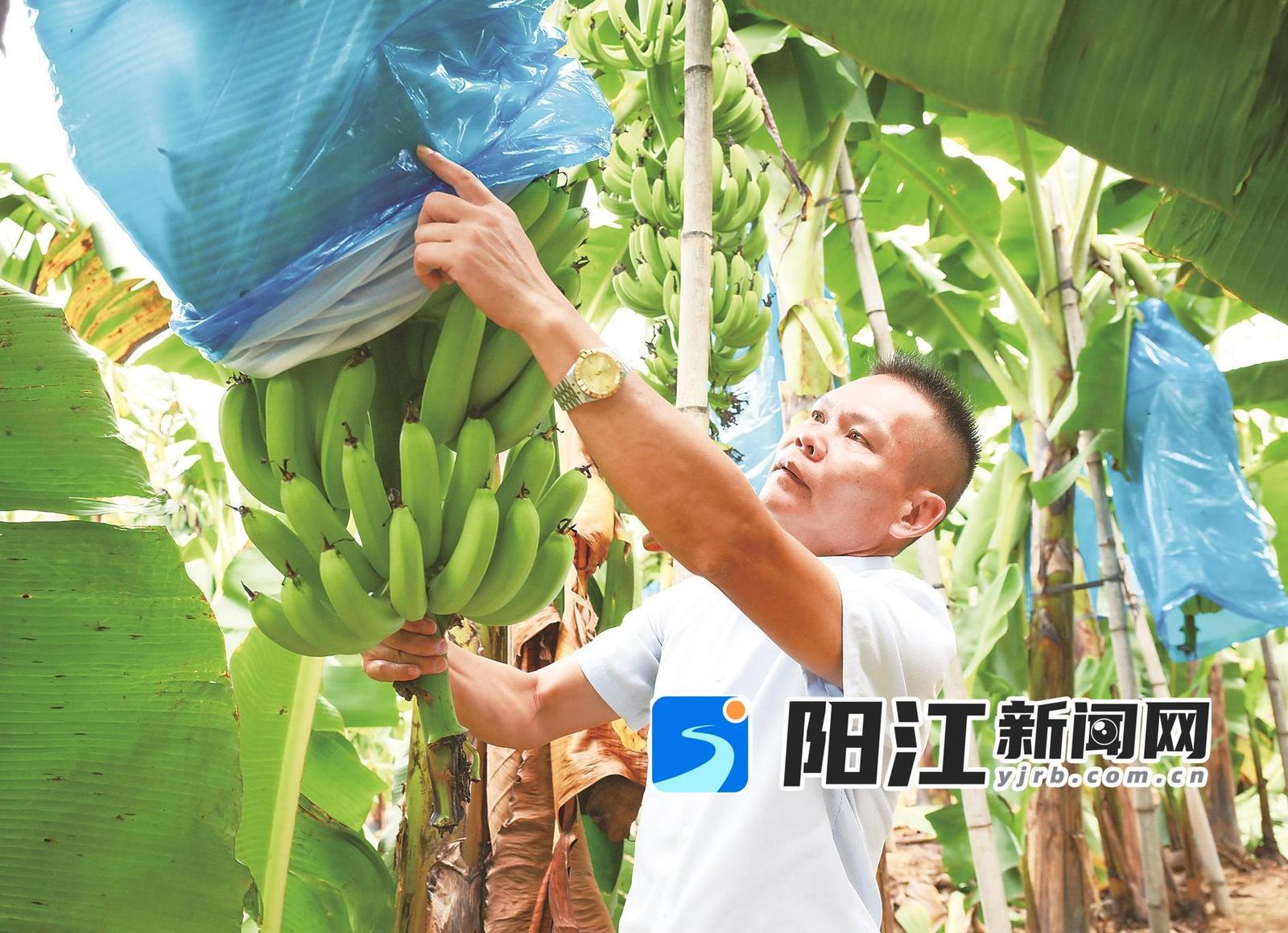 陈光强在焦林里仔细查看香蕉的长势。梁文栋 摄