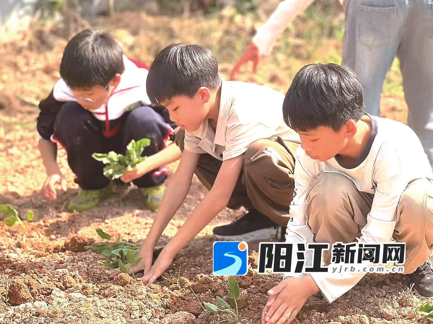 红丰镇中心小学的学生在班级菜地上劳动课。受访者供图